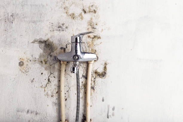 Best Mold Testing  in Willard, MO