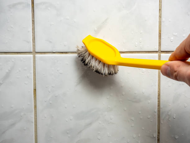 Best Mold Removal Near Me  in Willard, MO