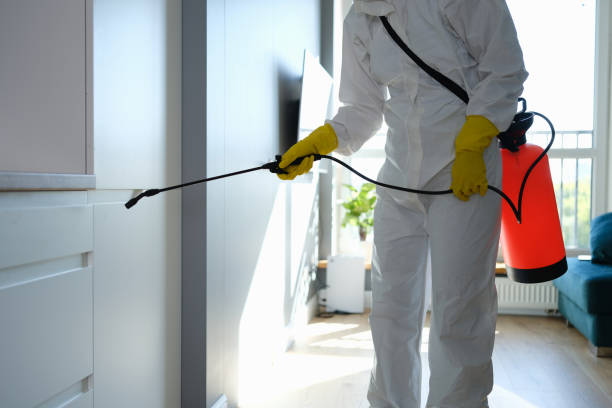 Best Certified Mold Removal  in Willard, MO