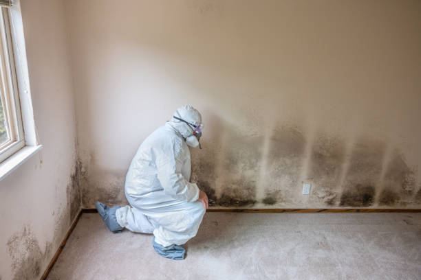 Best Commercial Mold Removal  in Willard, MO