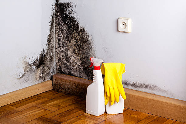 Mold Removal Process in Willard, MO