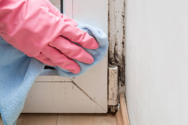 Best Local Mold Removal Service  in Willard, MO