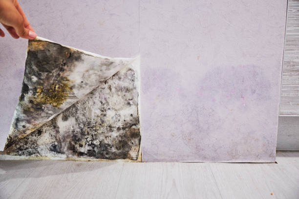 Best Toxic Mold Removal  in Willard, MO